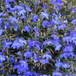 Lobelia Africo True Blue